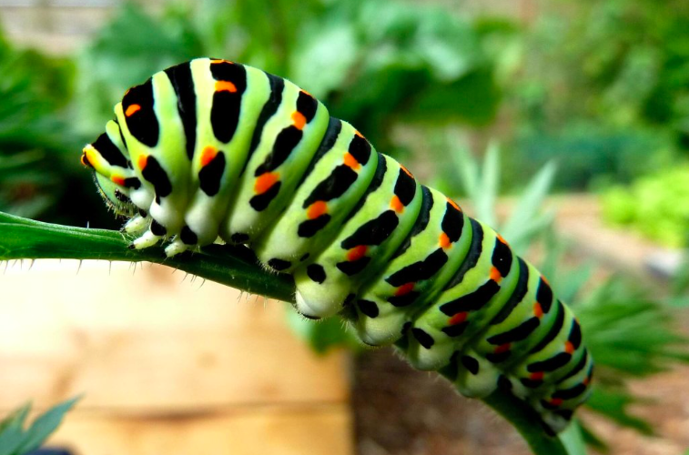 Caterpillar Puppet Inspiration