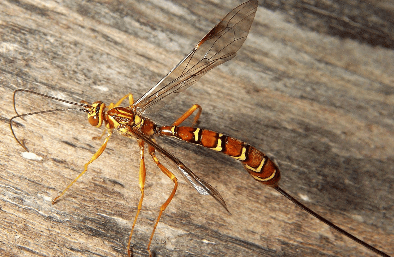 Wasp Puppet Inspiration